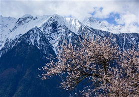 雪山桃花