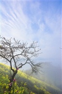 山村春光