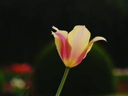 郁金香