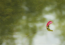 春日新荷