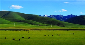 高原牧场