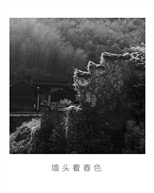 墙头春色