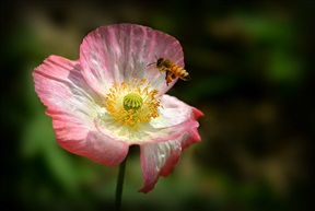 蜂与花