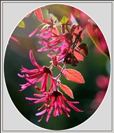 红檵花