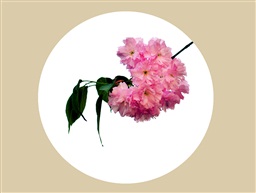 晚樱