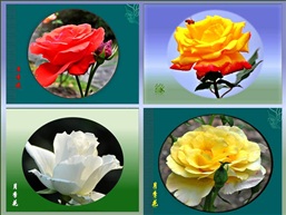 月季花组合
