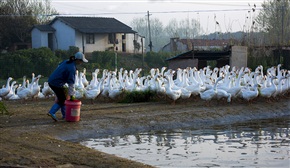 牧鹅