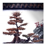 《盆景》