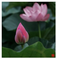《夏荷》2