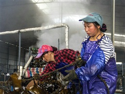海带加工厂女工