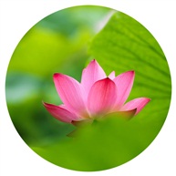 荷