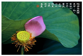 《至今莲蕊有香尘》