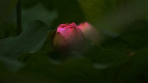 菏之韵