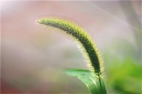 小草