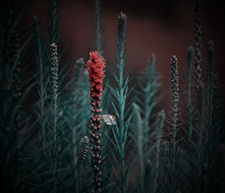 小花