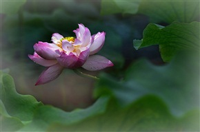 夏荷