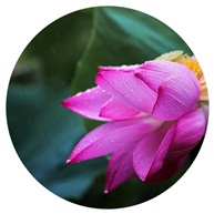 雨荷