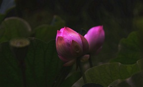 菏之韵