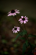 小花