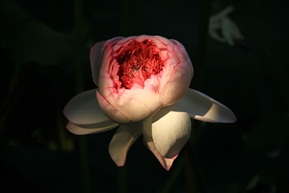 荷美
