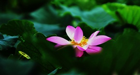 菏之韵