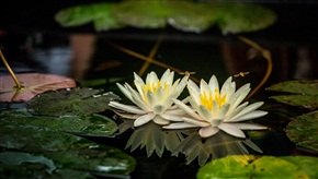 醉美花仙
