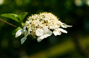 细蕊吐芳