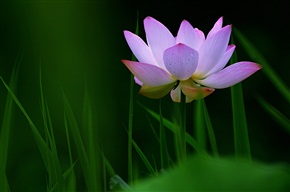 夏荷