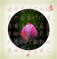 咏荷