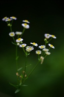 野花
