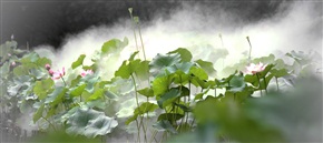夏之荷
