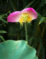 荷