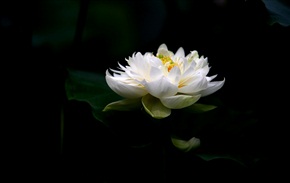 古猗园夏荷13