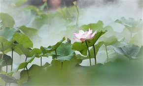 夏之荷