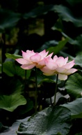 古猗园夏荷14