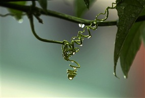 雨后