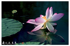 《夏荷》13