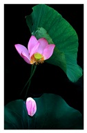 《夏荷》19