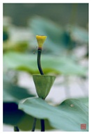 《荷韵》