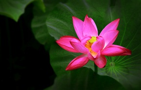 荷