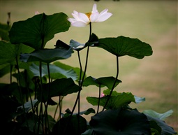 古猗园夏荷11