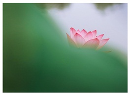 《夏荷》14