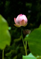 荷