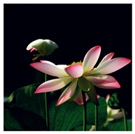《夏荷》11