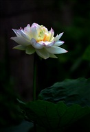 荷