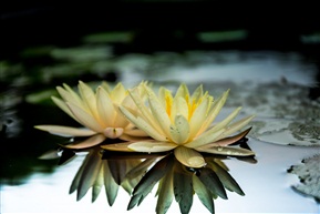 孤傲