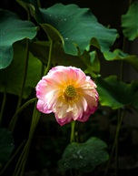 荷