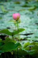荷