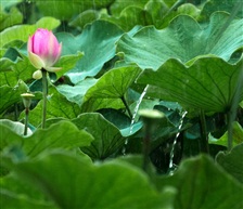荷