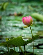 荷